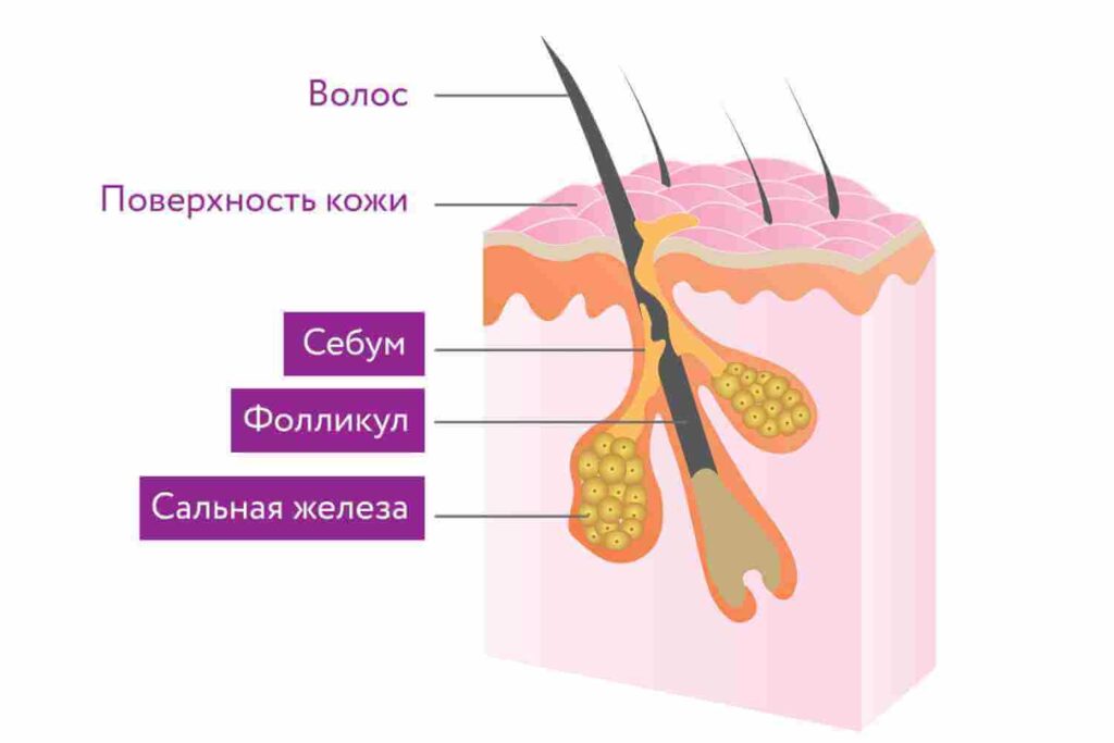 структура волоса - себум, фолликул, сальная железа